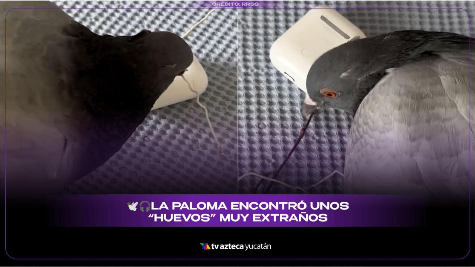 ¿Una paloma empollando AirPods? El insólito video que se vuelto viral en redes sociales