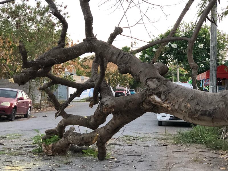 enorme arbol se cae merioda.