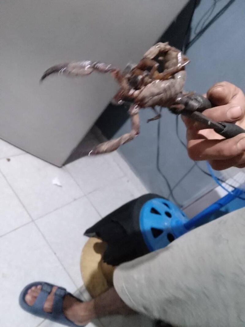 alacranes en caucel gigantes