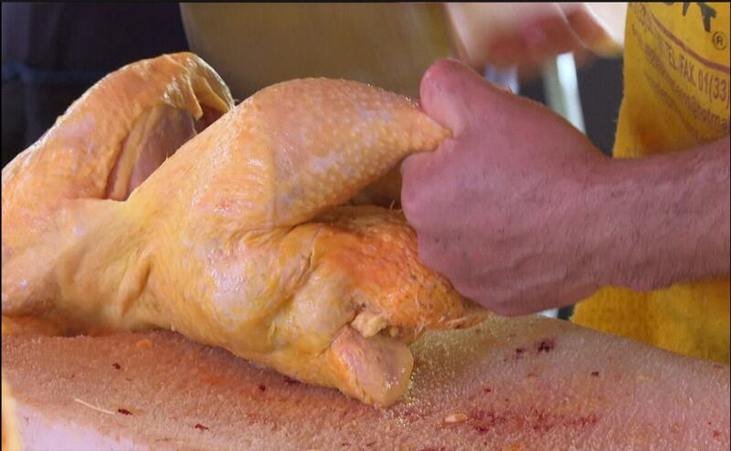 cuidados del pollo alerta