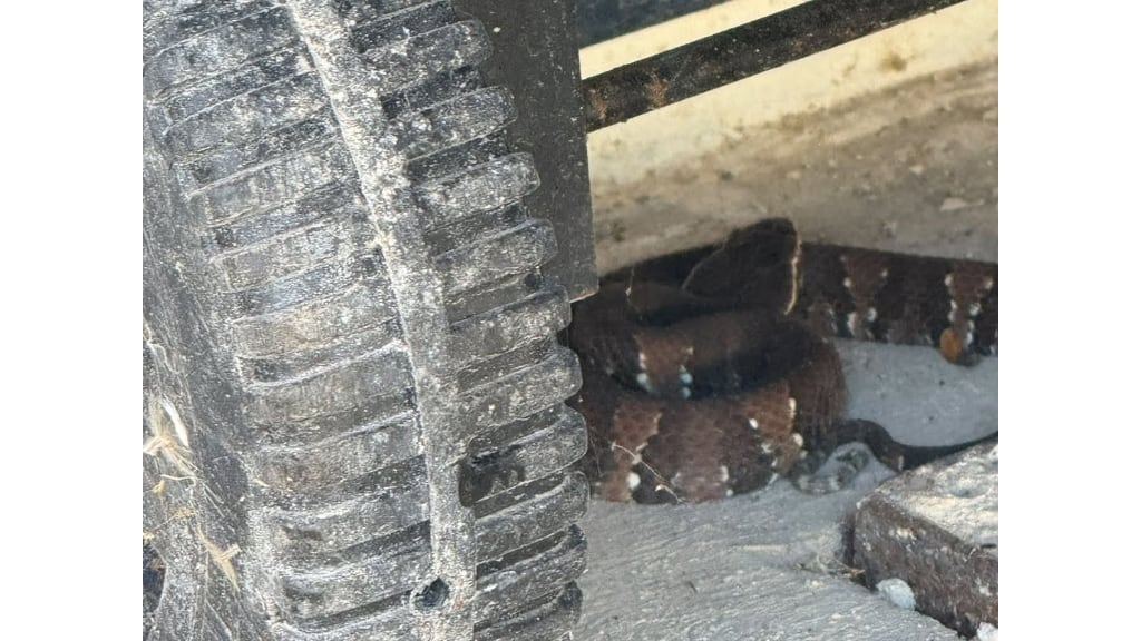Encontró a la serpiente MÁS PELIGROSA de todo Yucatán escondida en su patio; ¿por qué hay que TEMERLE a la huolpoch?