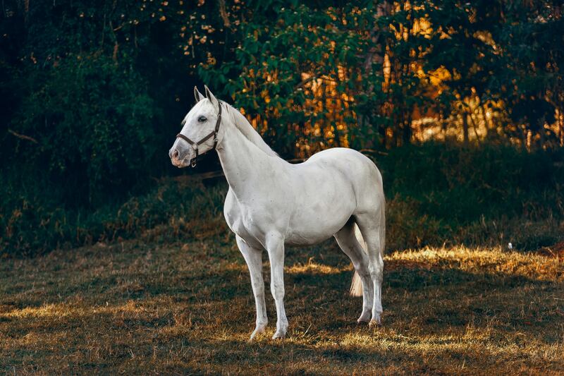 Caballo muere electrocutado en una feria del Estado de México