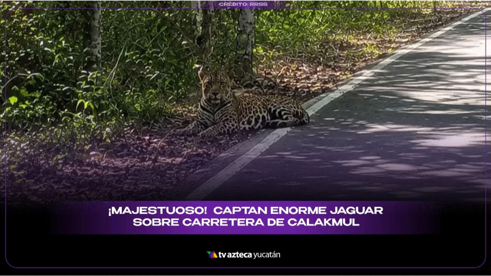 ¡Majestuoso! Captan enorme JAGUAR en carretera de la Península; así fue el momento (+VIDEO)