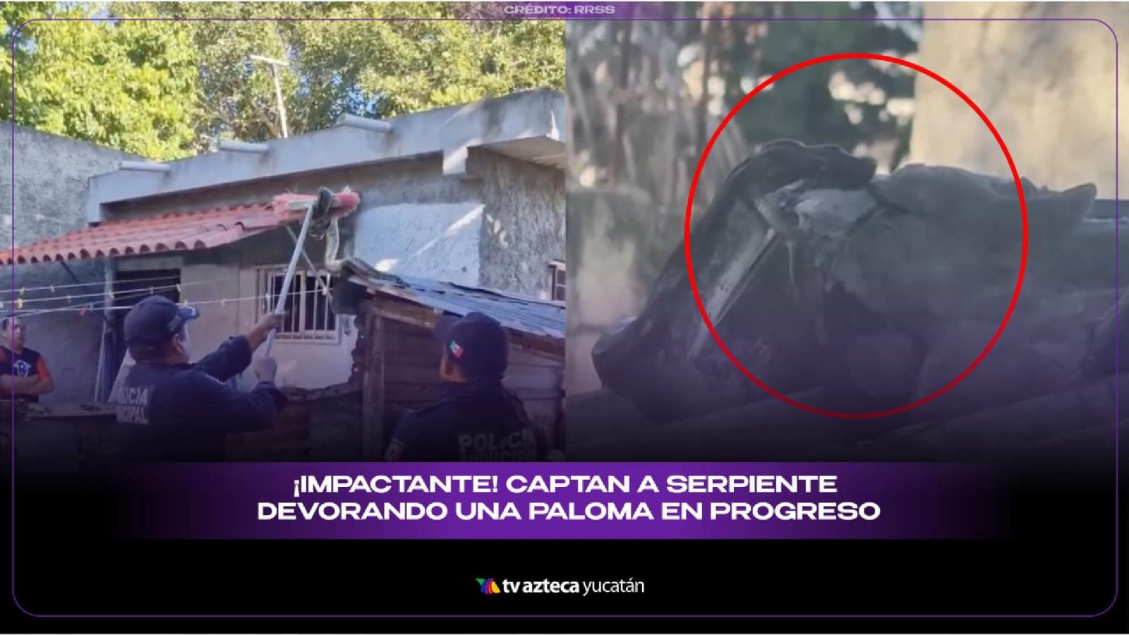 Serpiente DEVORA paloma en Progreso y todo queda grabado en video
