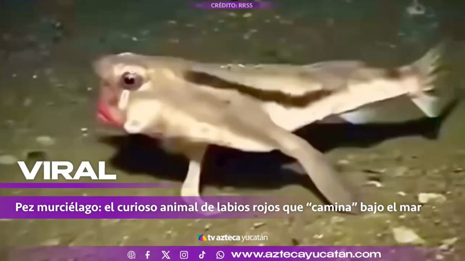 Captan pez que CAMINA en el fondo del mar y el video fascina a todos en redes sociales