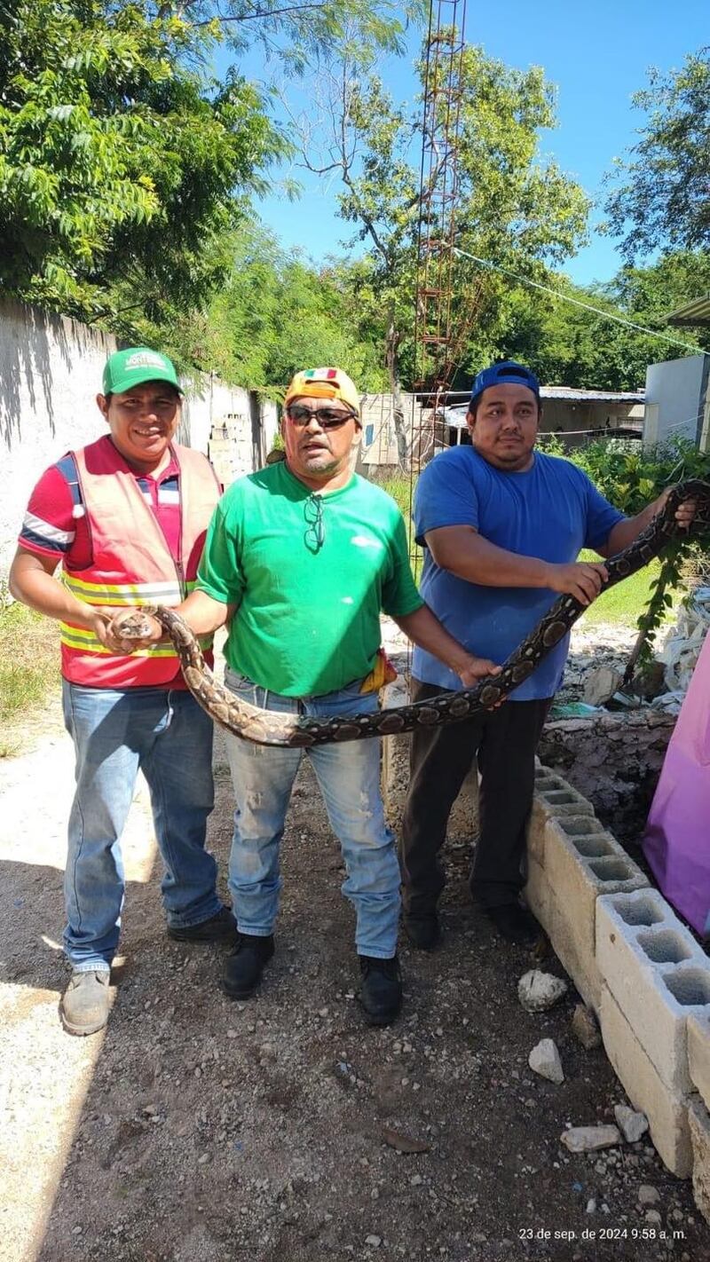 Terror en Conkal por la aparición de una ENORME boa en una CASA