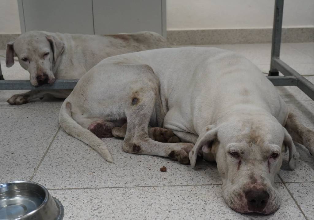 Revelan que ocurrirá con los PITBULLS de la colonia Bojórquez tras ser asegurados por ataque a MUJER
