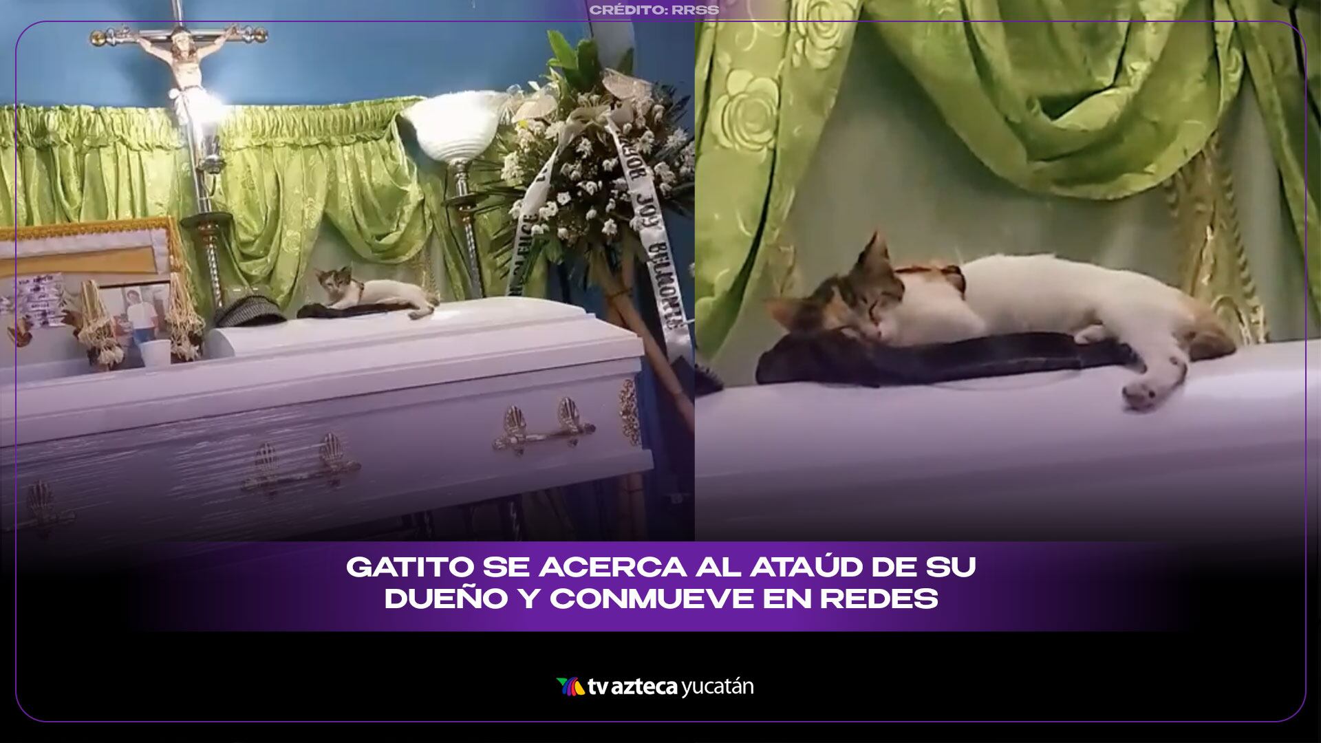 Gatito acompaña a su dueño hasta el final; video CONMUEVE a todos en Internet