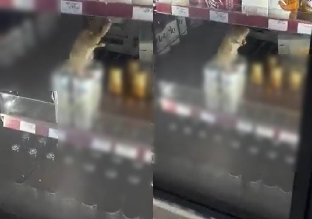 VIDEO: Captan ENORME RATA entre productos en REFRIGERADOR de una tienda de conveniencia