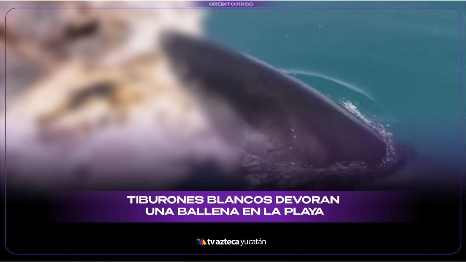 Tiburones blancos DEVORAN ballena muerta en San Felipe; video se hace viral y deja a todos en shock