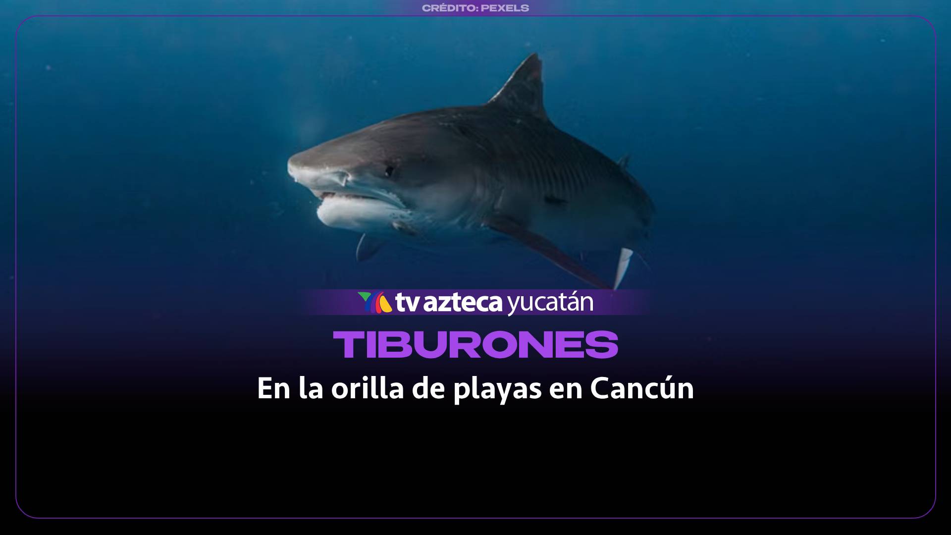 ¡Gritos DESGARRADORES! Bañistas CAPTAN a dos TIBURONES a la orilla de la playa en Cancún; habían turistas muy cerca de ellos