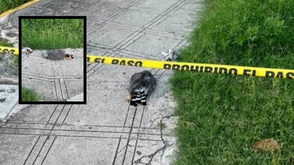 Hallan extraña ave MUERTA en la García Gineres; fotos se hacen VIRALES en redes sociales 