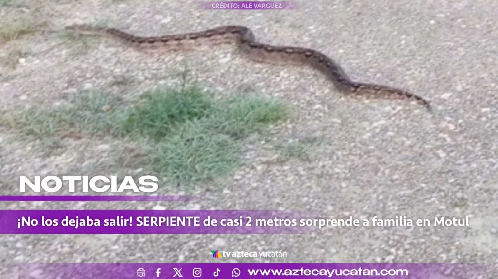 Enorme serpiente ATERRORIZA a familia en Motul; la policía fue en su auxilio