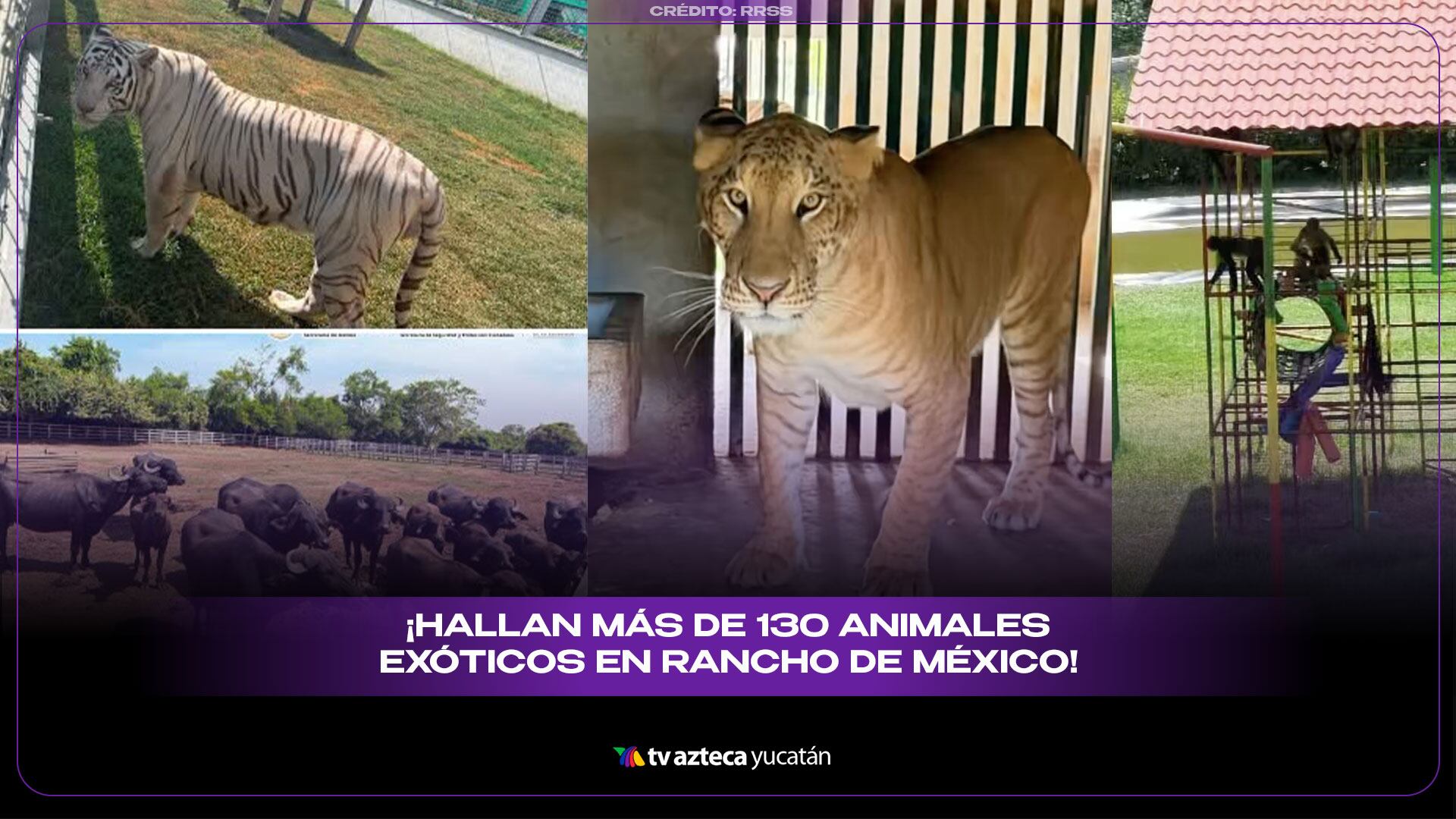 ¡De película! Hallan tigres, jaguares y más de 130 ANIMALES EXÓTICOS en rancho