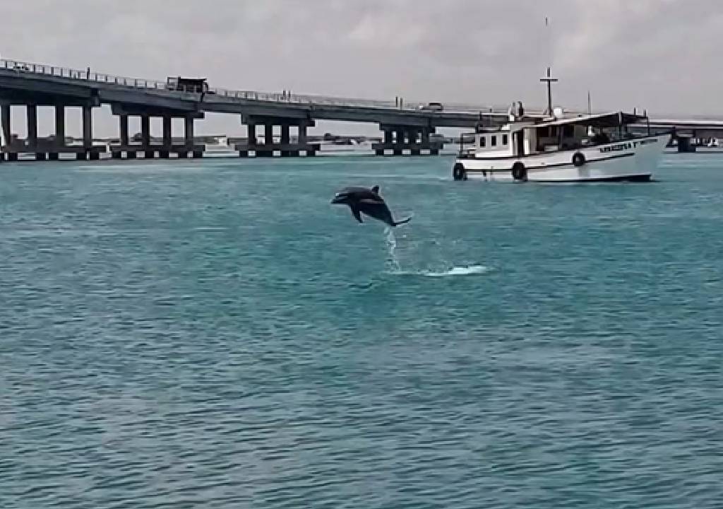 ¡Impactante! Captan DELFINES cerca de la orilla del puerto de Yucalpetén