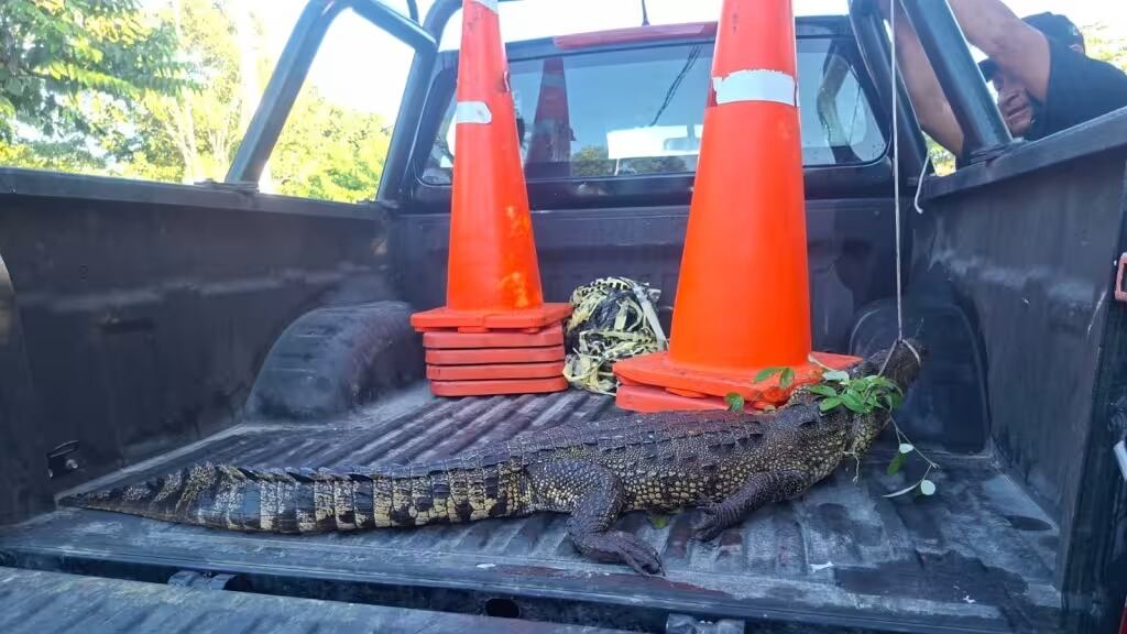 Hombre estuvo a punto de ser MORDIDO por enorme cocodrilo en Buctzotz; así ocurrió todo