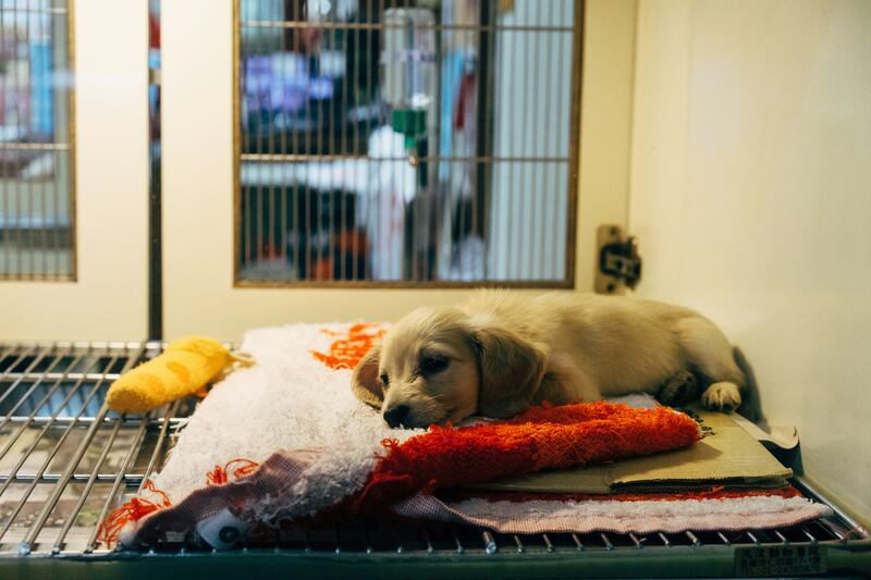 La RAZÓN por la que las LLUVIAS aumentan el riesgo de contagio de parvovirus canino en Yucatán