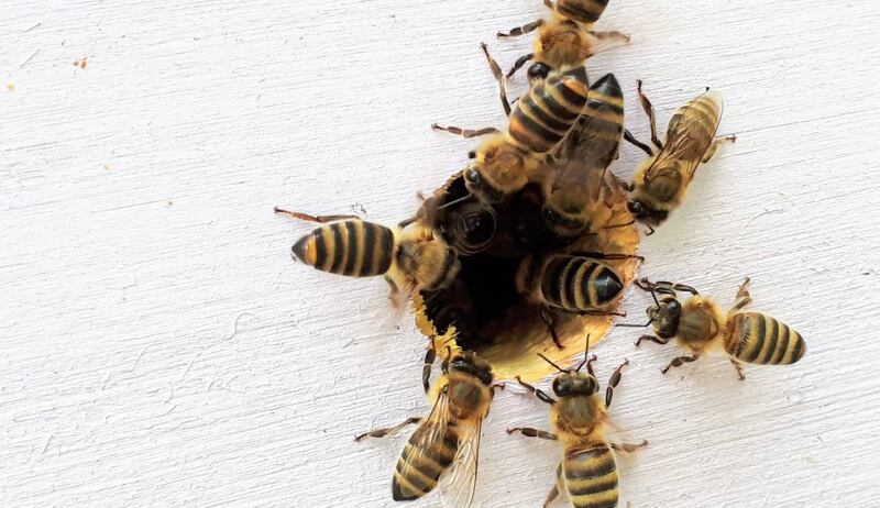 Muere mujer por ataque de abejas africanas en Tabasco.jpg