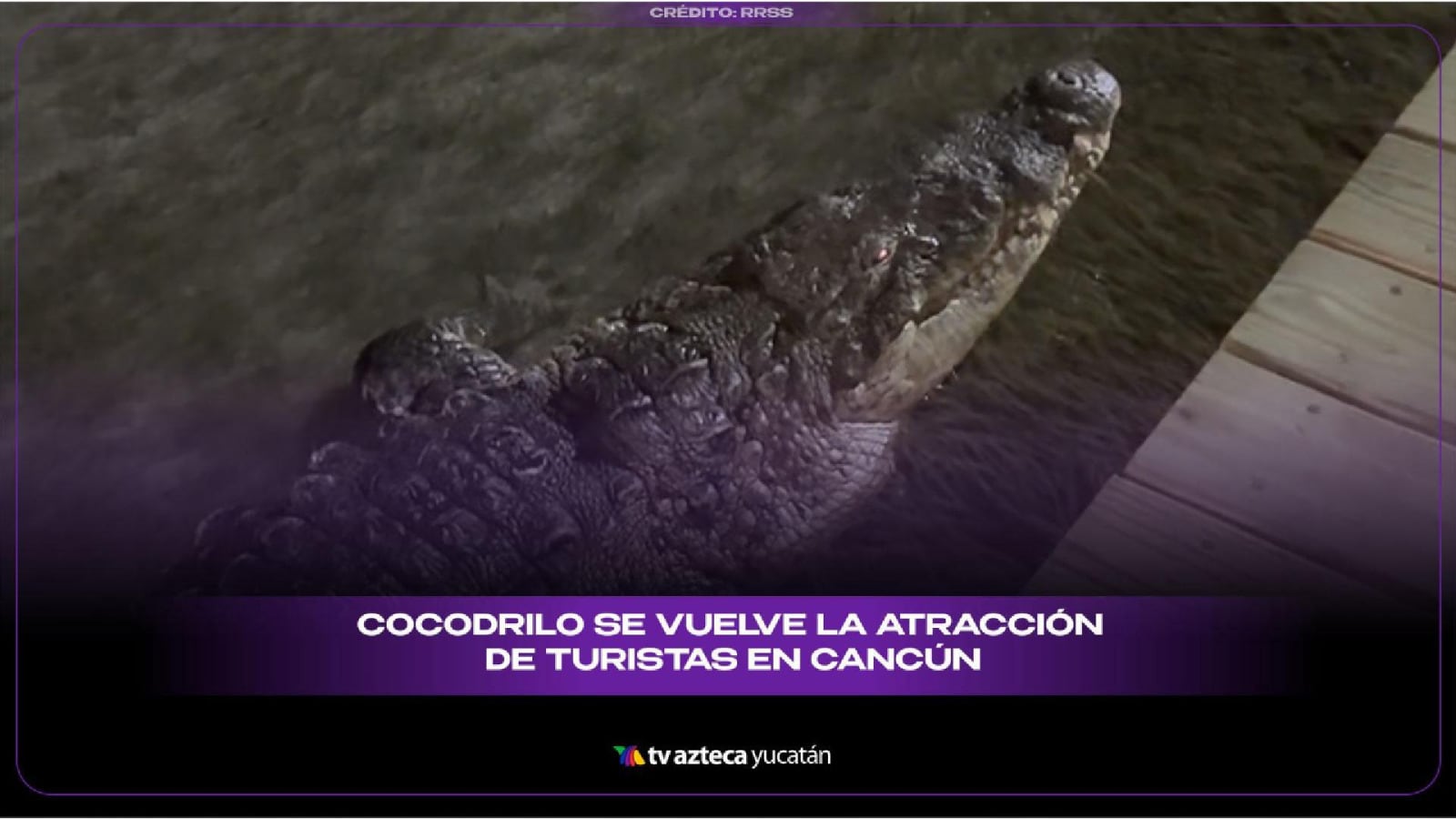 Cocodrilo se vuelve la atracción de turistas en Cancún; apareció junto a famoso muelle