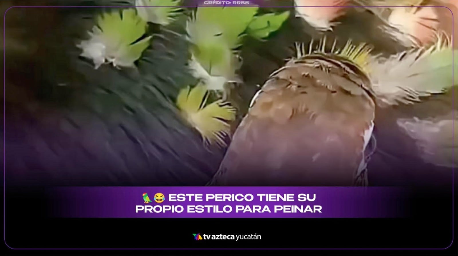 ¡A la moda! Perico decora el cabello de su dueño con sus propias plumas y se hace viral