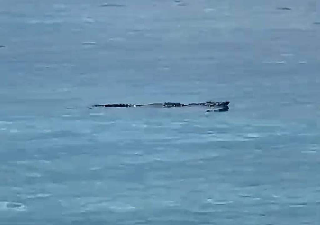 ¡Peligro! Captan a enorme COCODRILO dentro de playa de la Península de Yucatán