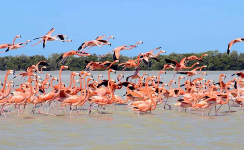 Reserva de los Flamingos en Yucatán_ ¿Cómo llegar desde Mérida en menos de 2 horas_