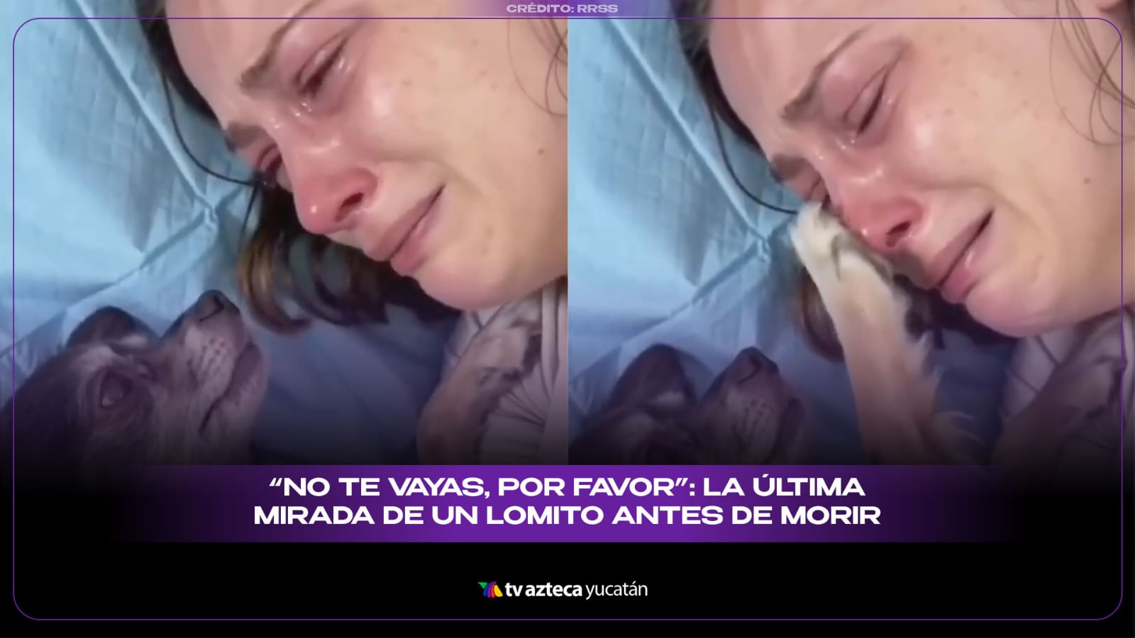 NO APTO PARA SENSIBLES: Esta es la mirada de tu mejor amigo antes de m0rir; si perdiste un can seguro lo sabes