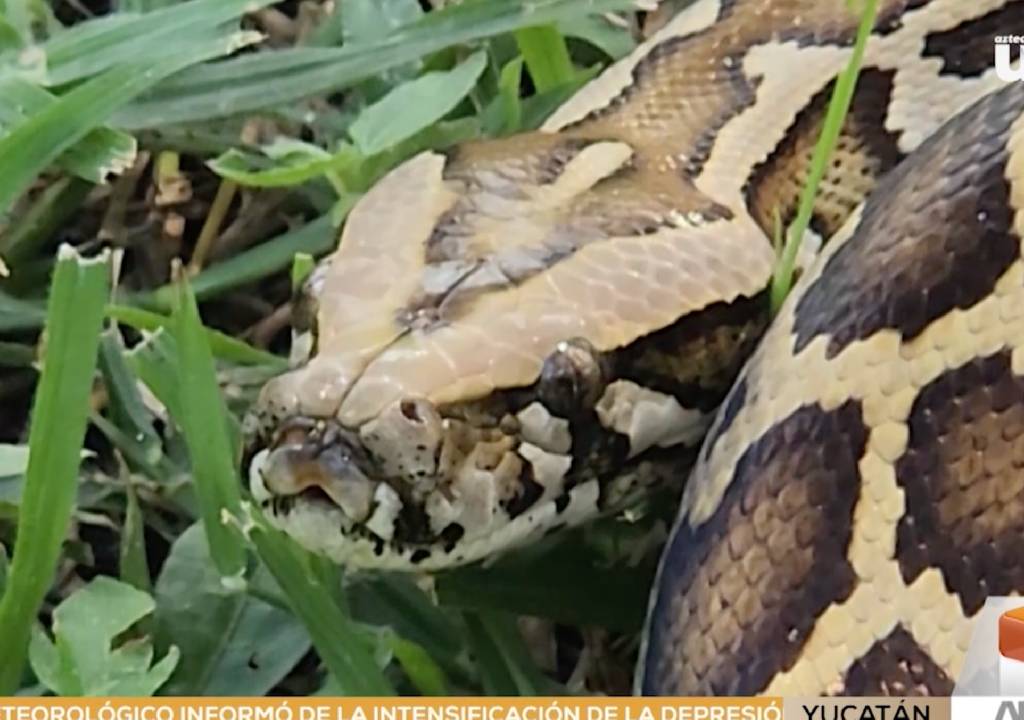 ¿Qué hago si encuentro una reptil una vivienda de Yucatán? Especialistas lo explican