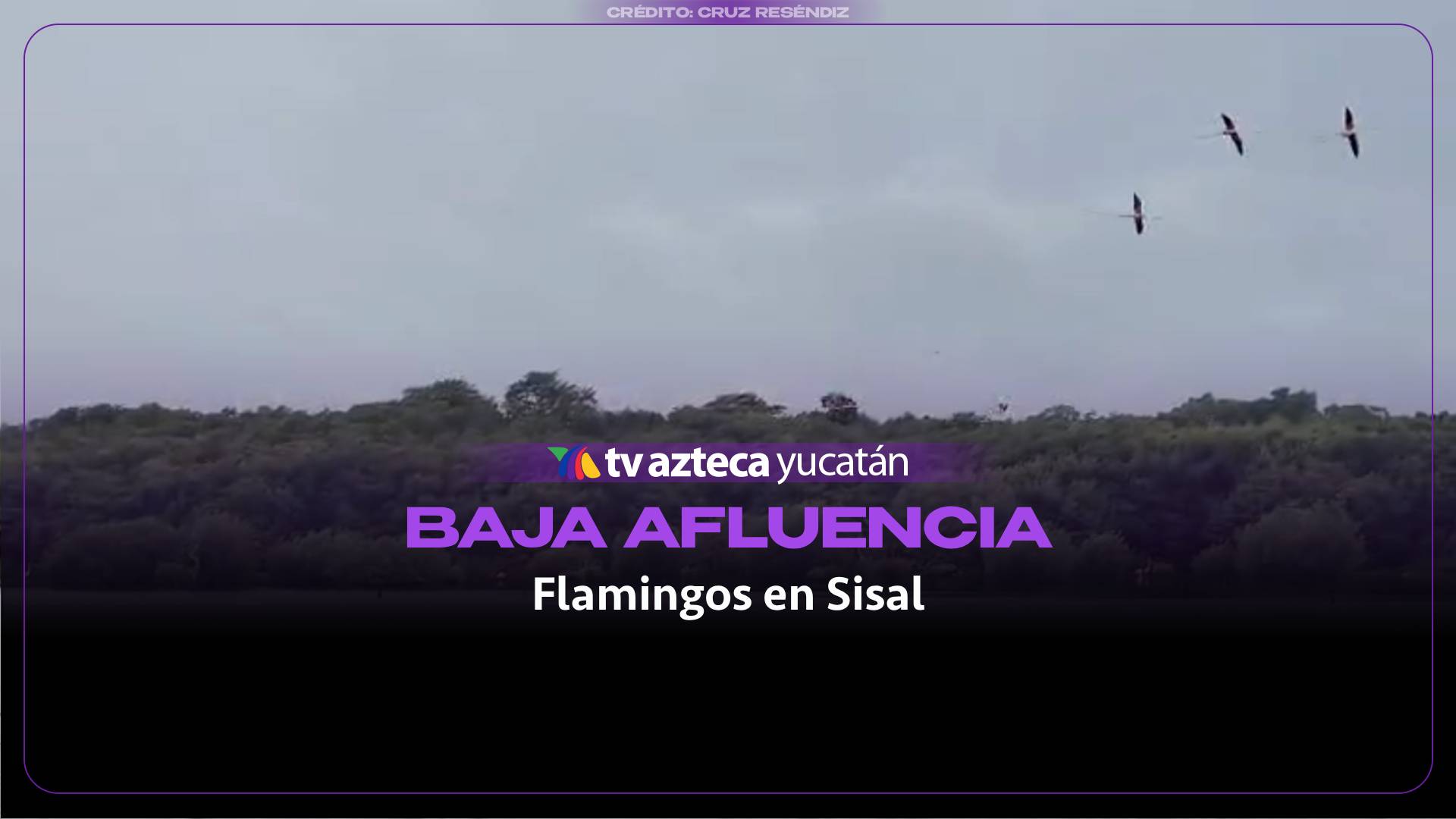 ¿Por el huracán ‘Isaías’? Pobladores de Sisal señalan BAJA afluencia de flamingos; están dejando la ciénega