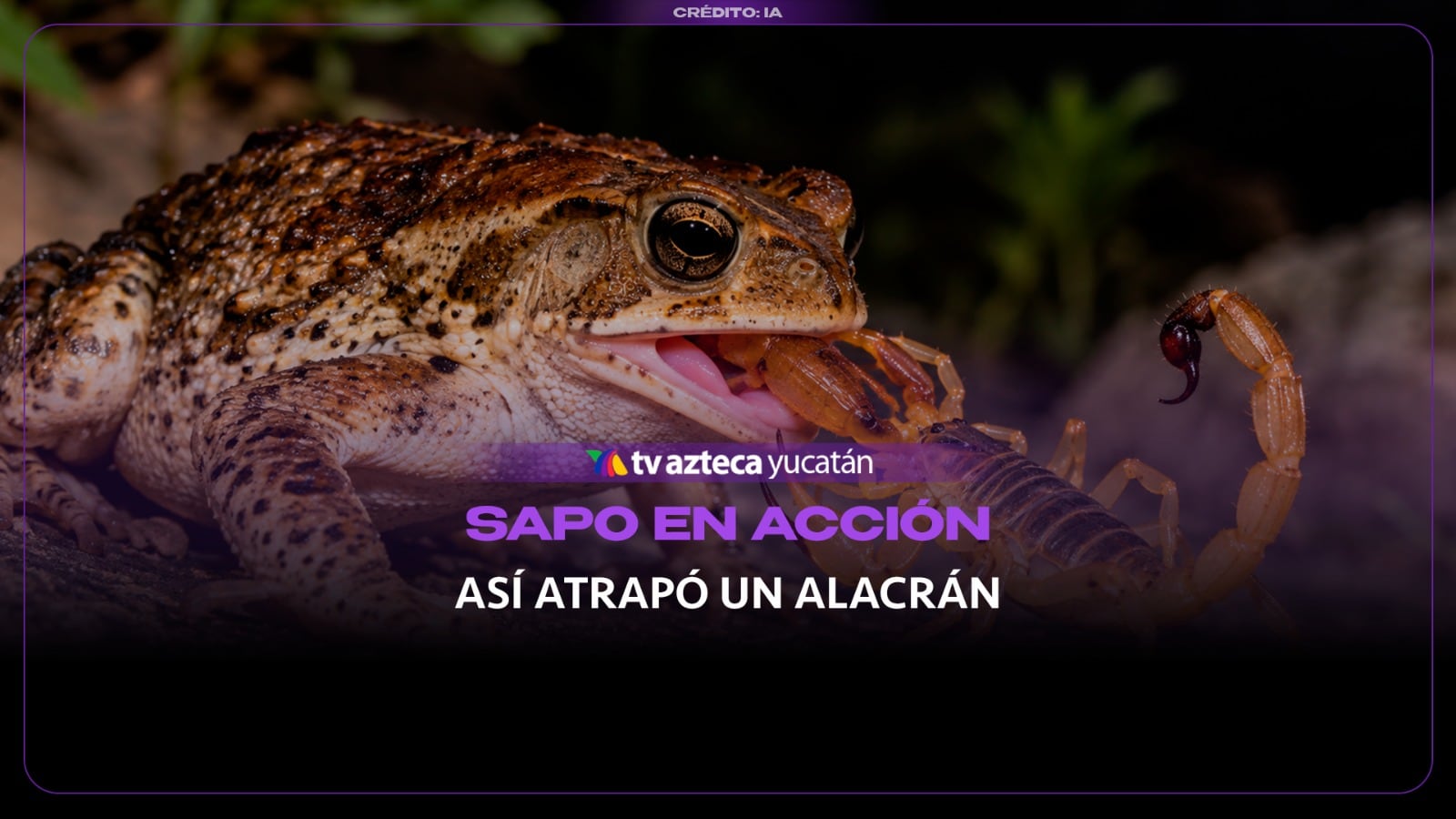 VIDEO: Sapo se come un ALACRÁN y la escena deja a todos en shock