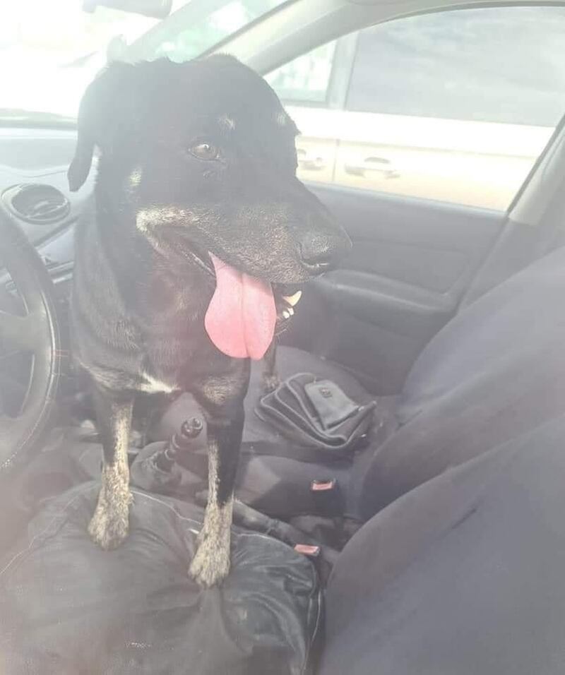 perro abandonado progreso carro