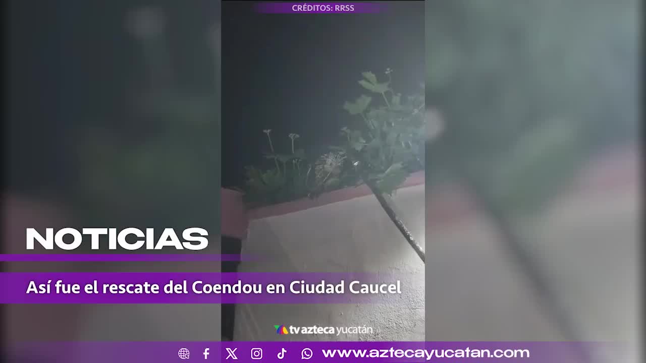 VIDEO| Esta es la CRIATURA EXTRAÑA captada en el techo de vecinos en Ciudad Caucel, Mérida