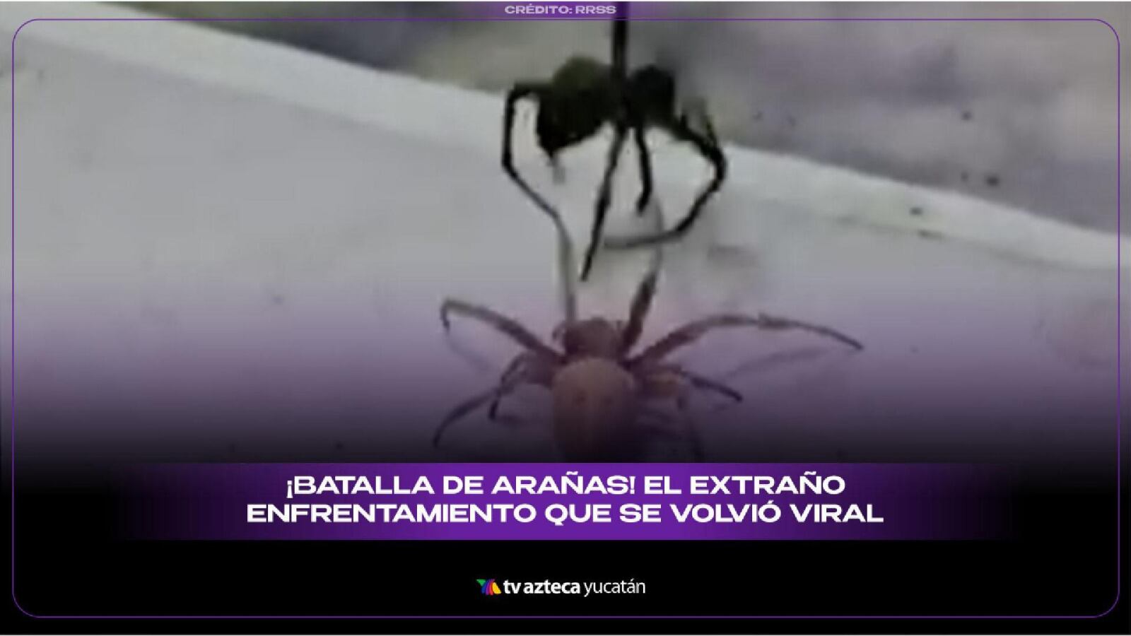 Arañas protagonizan intensa PELEA y el momento queda grabado en VIDEO