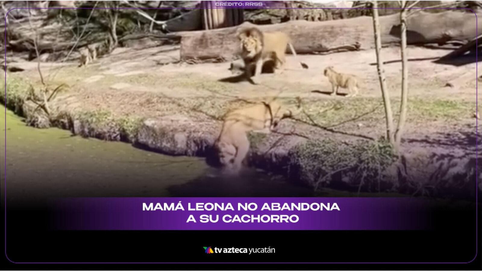 Leona SALVA a su cachorro de morir AHOGADO y el video se hace viral en redes