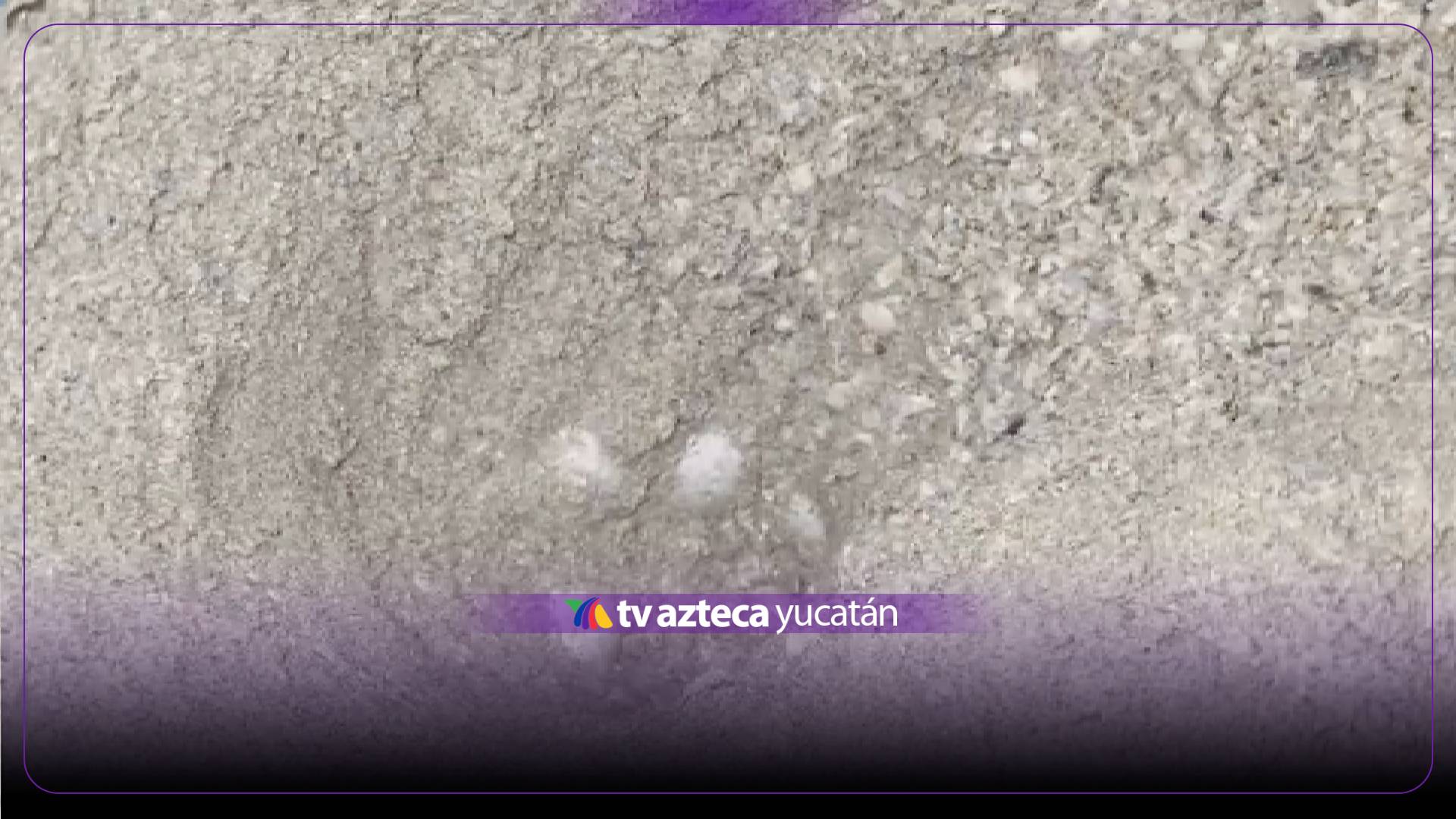 Rescatan huevos de tortuga en Campeche; así fue el momento (+Video)