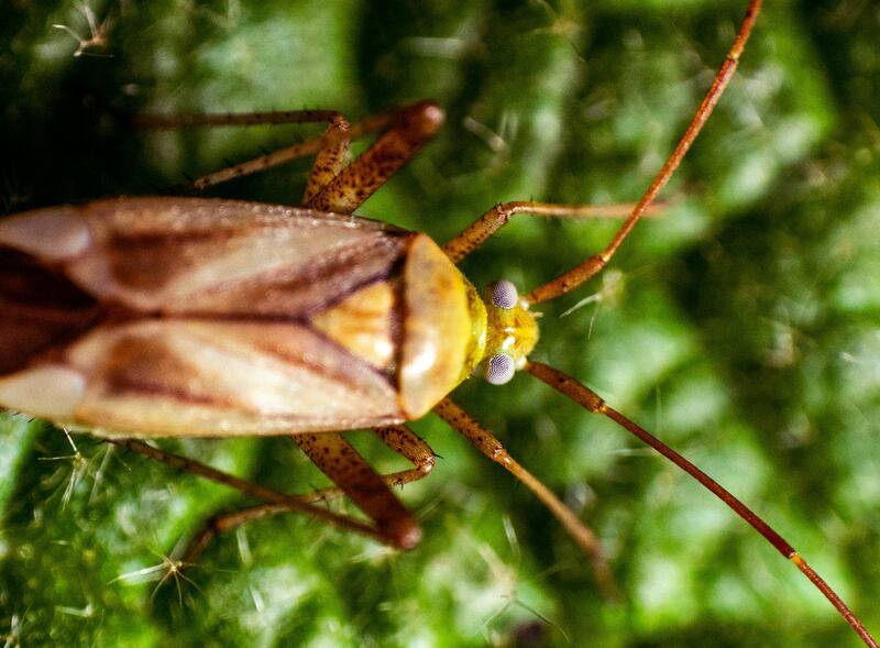 Así puedes identificar y ELIMINAR a la super cucaracha que puso en alerta a México