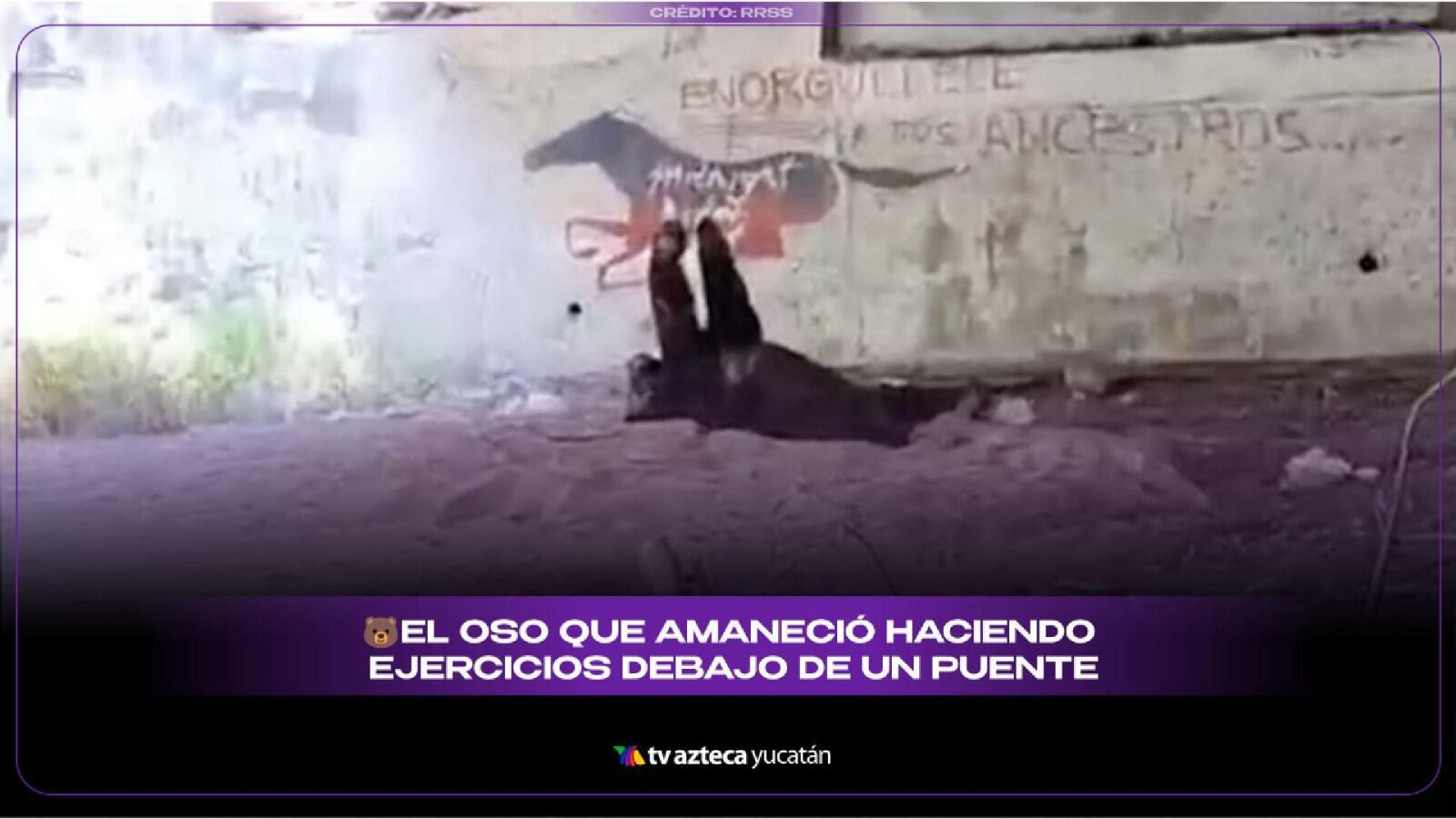 ¡Insólito! Oso es captado haciendo ‘ejercicio’ debajo de un puente (+VIDEO)