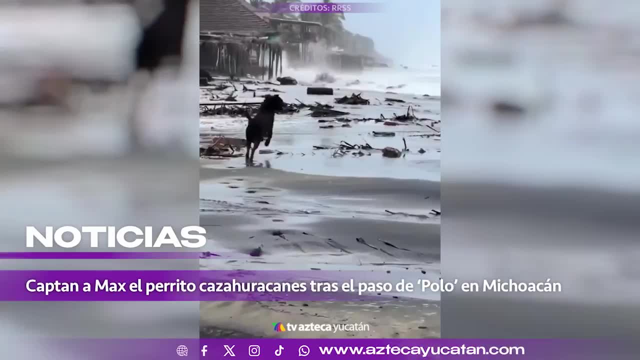 Max, el perrito CAZAHURACANES que se convirtió en protagonista en Michoacán tras azote de ‘Polo’