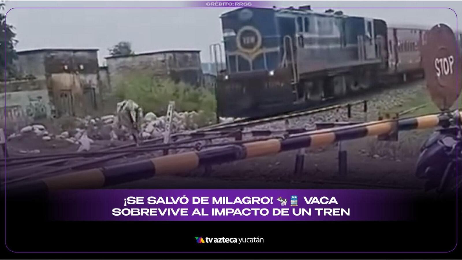 Vaca arrollada por un tren se vuelve viral en redes: VIDEO