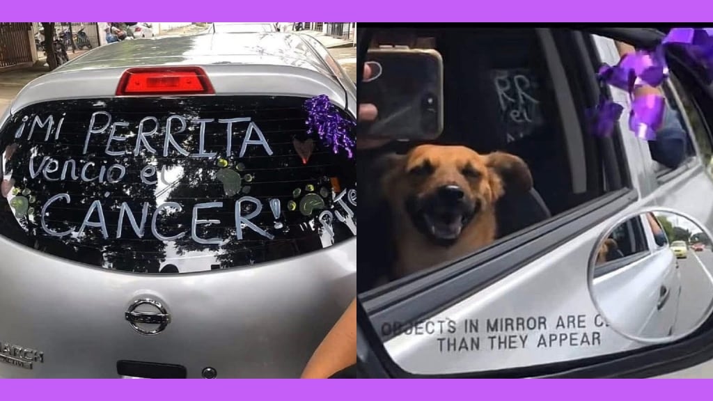 Perrita vence el cáncer y así lo celebran en las calles de Colombia: Video Viral