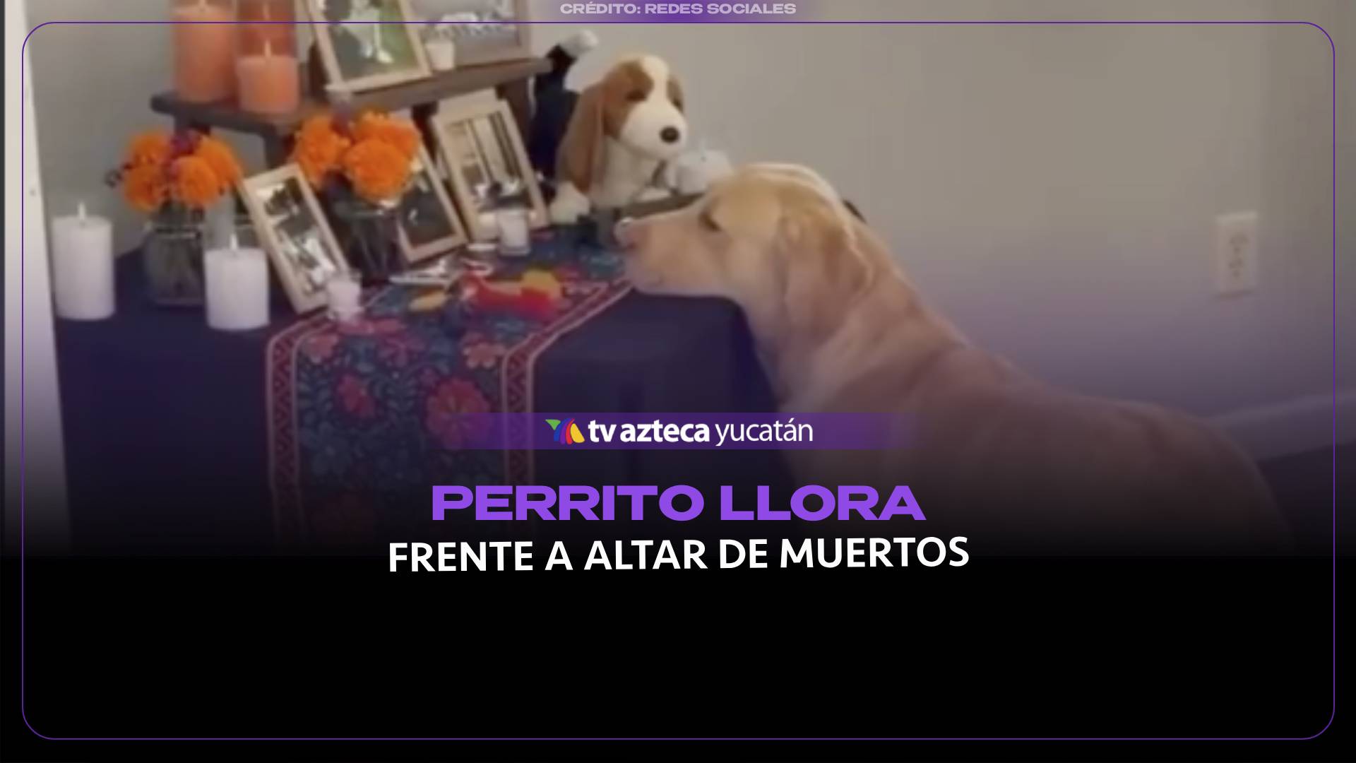 ¡Awww! Perrito se vuelve viral POR LUCIR TRISTE frente a un altar de muertos para mascotas
