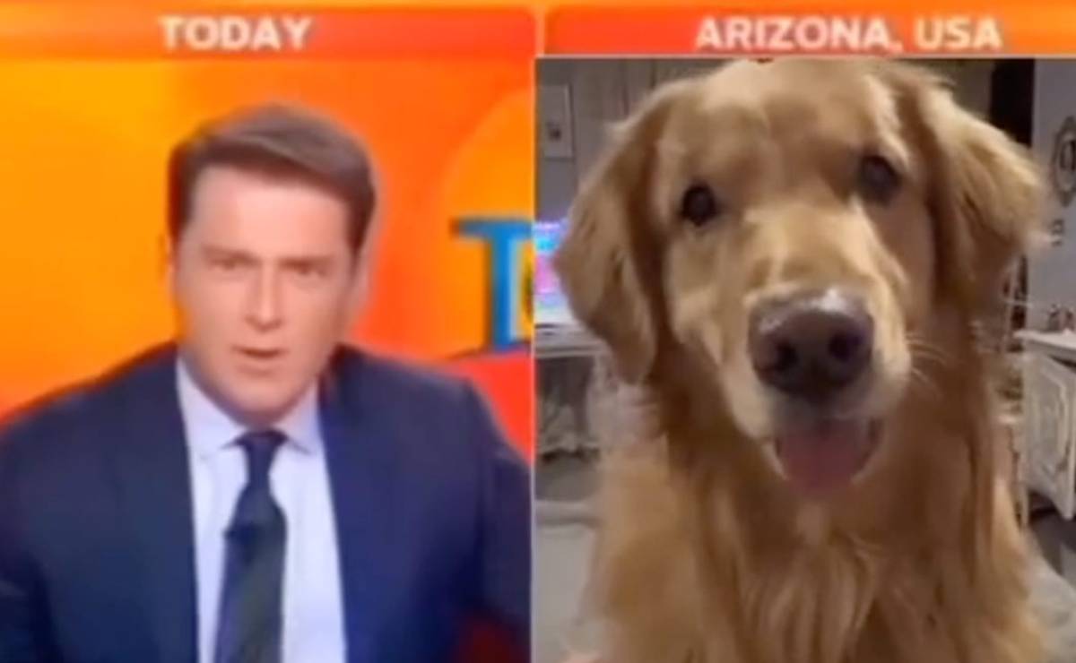 VIDEO_ Perro aparece accidentalmente en entrevista de noticiero; así reaccionó el presentador
