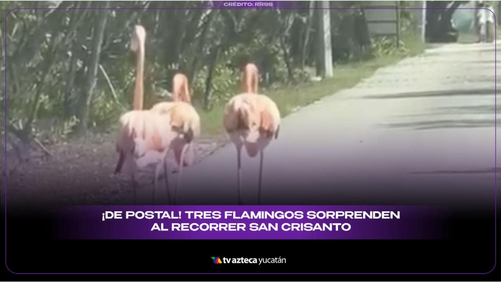 Guía ROSA: Flamingos SORPRENDEN a conductores y turistas al pasearse en San Crisanto, Yucatán