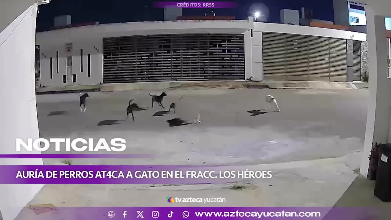 Jauría de PERROS acaba con una vida; esto fue lo que hicieron con la inocente víctima en fraccionamiento Los Héroes, al oriente de Mérida